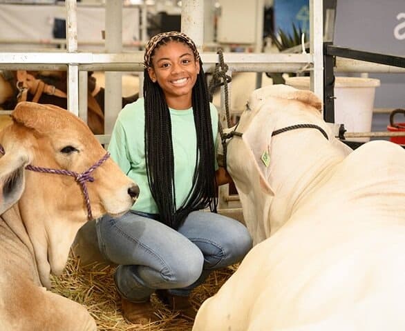 Livestock at the Texas State Fair